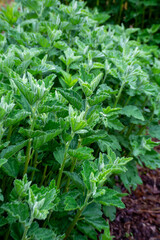 Botanical collection, medicinal plant althaea officinalis in summer