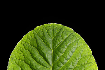 Nice green leaf on a black background 