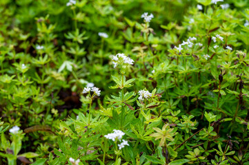 Botanical collection, asperula odorata or bedstraw flowering plant