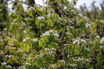 Farming in Netherlands, rows of blossoming pear trees on fruit orchards in Zeeland.