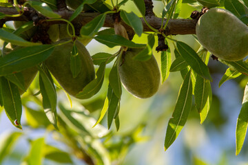 Green almonds nuts ripening on tree, cultivation of almond nuts in Provence, France