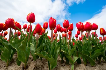 Gordijnen Tulip bulbs production industry, red tulip flowers fields in blossom in Netherlands up view © barmalini