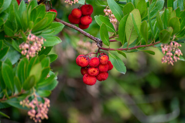 Botanical collection, ripe colorful flowers of Arbutus unedo, strawberry tree, evergreen shrub or small tree in the family Ericaceae, native to Mediterranean region