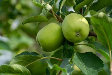 Young green apples growing on apple trees on orchards in Provence, France
