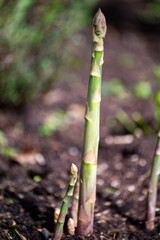 Young schoots of green asparagus vegetable growing in spring garden