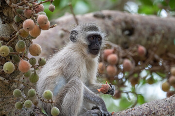 Vervet monkey in tree