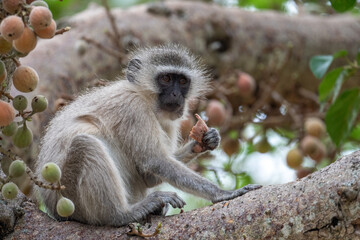 Vervet monkey in tree