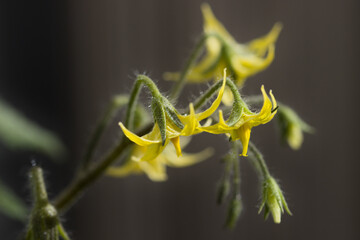 Close-up of the flowers of a cherry tomato tomato plant