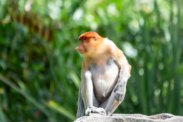 Naklejka premium The proboscis monkey (Nasalis larvatus) or long-nosed monkey is a reddish-brown arboreal Old World monkey with an unusually large nose. It is endemic to the southeast Asian island of Borneo.