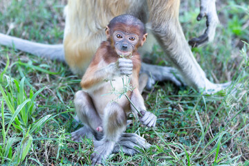 The proboscis monkey (Nasalis larvatus) or long-nosed monkey is a reddish-brown arboreal Old World monkey with an unusually large nose. It is endemic to the southeast Asian island of Borneo.