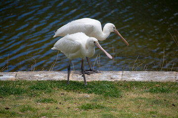 Two yellow spoonbills are standing by the lake in Dalyellup, Western Australia on a hot summer morning.