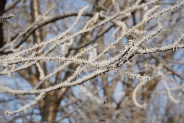 樹氷