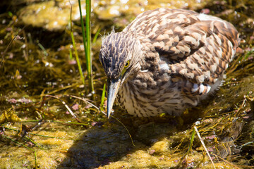 Juvenile Nankeen Night heron Nycticorax caledinicus ,is heavily spotted and streaked grey-brown with a grey-black bill with yellowish cutting edges, and feet olive green with yellow eyes,in a swamp. 