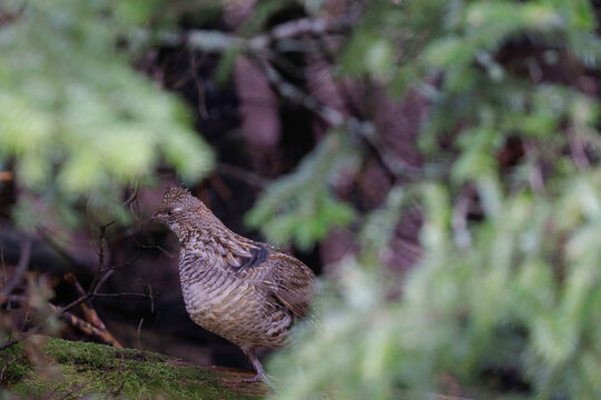 Ruffed Grouse Walking On Drumming Log