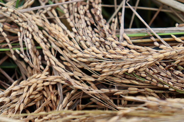 ripe paddy bunch on tree in the firm