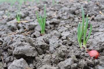 green colored onion farm on field