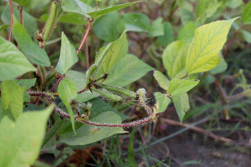 vigna mungo farm in the field