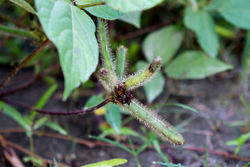 vigna mungo farm in the field