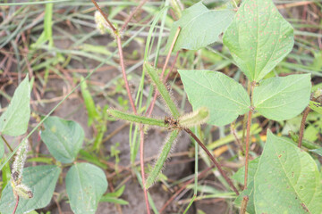 vigna mungo farm in the field