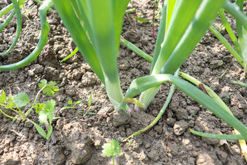 green colored onion farm on field