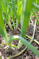 green colored onion farm on field