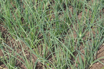 green colored onion farm on field