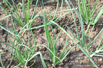green colored onion farm on field