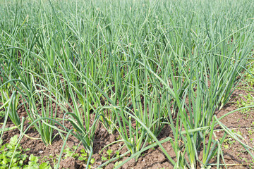 green colored onion farm on field