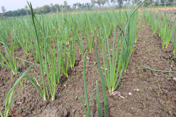 green colored onion farm on field