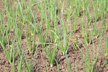 green colored onion farm on field