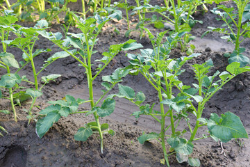 green colored potato farm on field