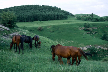 Naklejka premium herd of horses field landscape green grass animals