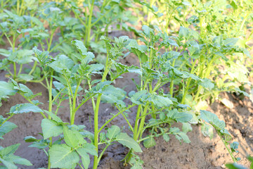 green colored potato farm on field