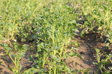 green colored potato farm on field