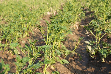 green colored potato farm on field