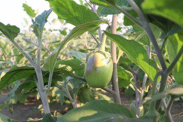 brinjal on tree in the farm for harvest