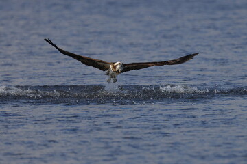 ダイブ直後に離水して大きく羽ばたき上昇飛行する猛禽類の大きなタカ、ミサゴ英名オスプレイ