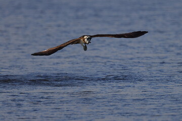 ダイブ後に離水して大きく羽ばたき上昇飛行する猛禽類の大きなタカ、ミサゴ英名オスプレイ