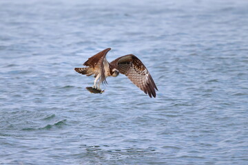 海に飛び込んで魚を捕獲し、飛行する猛禽類の大きなタカ、ミサゴ英名オスプレイ