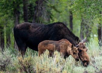 mother and baby moose in the field