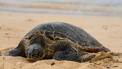 turtle on the sand
