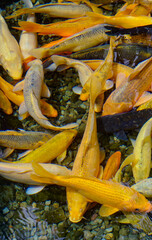 Colorful decorative fish float in an artificial pond, view from above. Koi fish in the pond. 