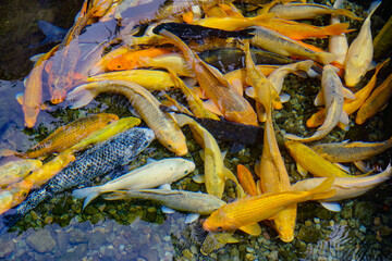 Colorful decorative fish float in an artificial pond, view from above. Koi fish in the pond. 