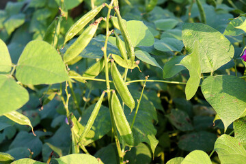 Edamame stock on tree in firm for harvest