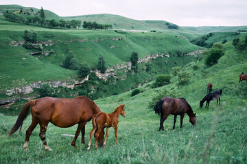 Fototapeta na wymiar herd of horses in a field green grass landscape nature