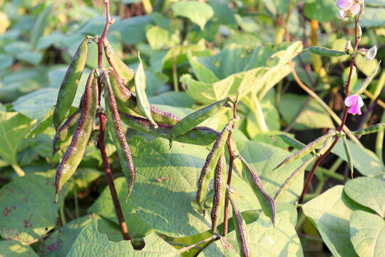 Edamame stock on tree in firm for harvest
