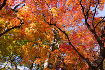 秋のイメージ・秋色・初紅葉