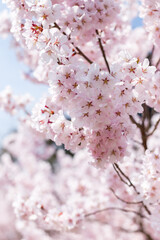 満開の桜