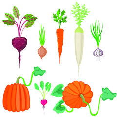 Vegetables on a white background. Beetroot, carrot, onion, daikon, radish, pumpkin, garlic radish. Vector illustration.