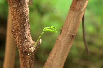 The young leaves of the acacia tree are growing